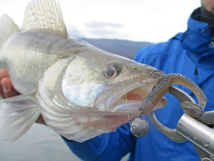 Hitfish Tukashine 8.9CM (3.5 inch), culoare R123 (7buc/plic) - imagine 22