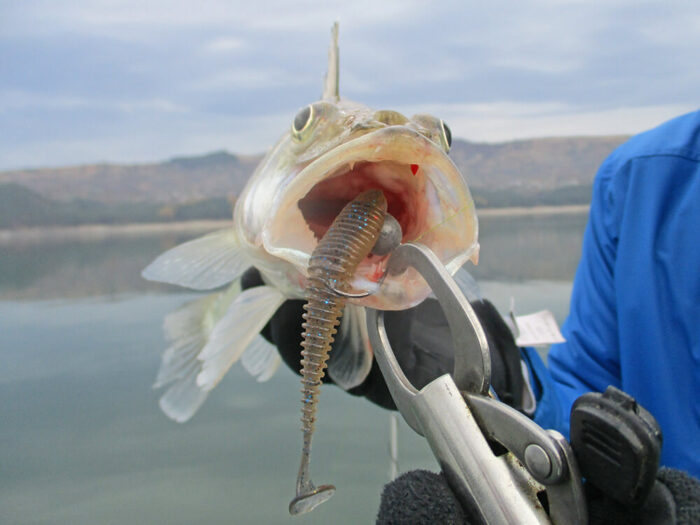 Hitfish Tukashine 8.9CM (3.5 inch), culoare R123 (7buc/plic) - imagine 21