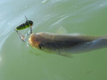 Spinmad spinnertail CRAZY BUG 4gr - imagine 14